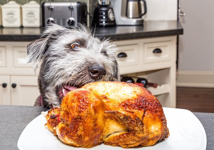 テーブルの上のチキンをつまみ食いする犬