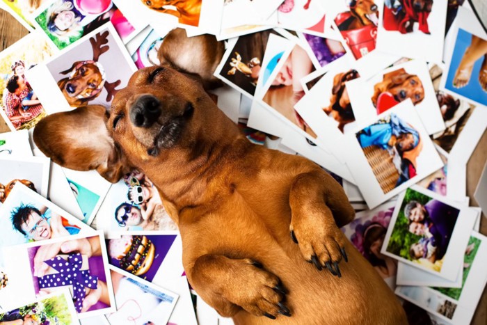 仰向けになって寝ている犬とたくさんの写真