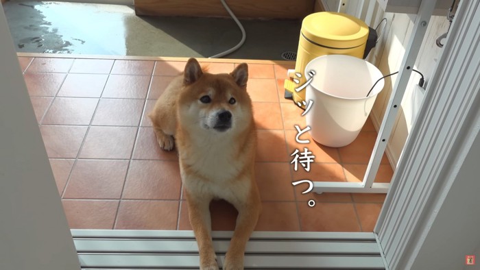 まるで忠犬ハチ公！