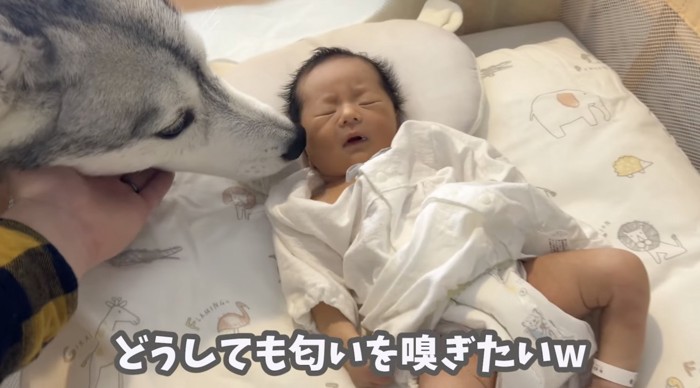 ずっと嗅いでいたい