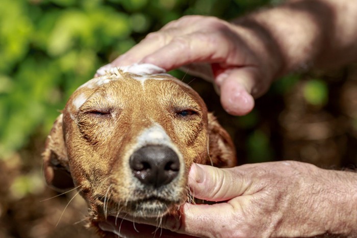 ビーグル犬のシャンプー 