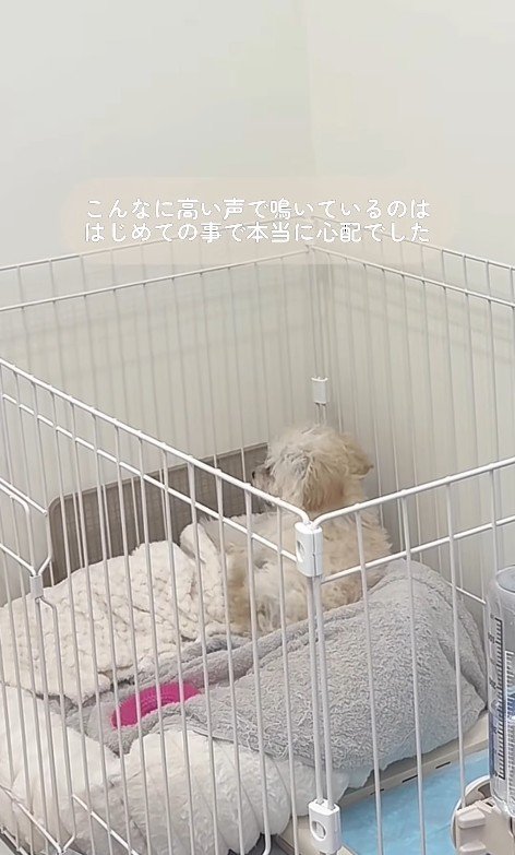 注射後のぱうちゃん4