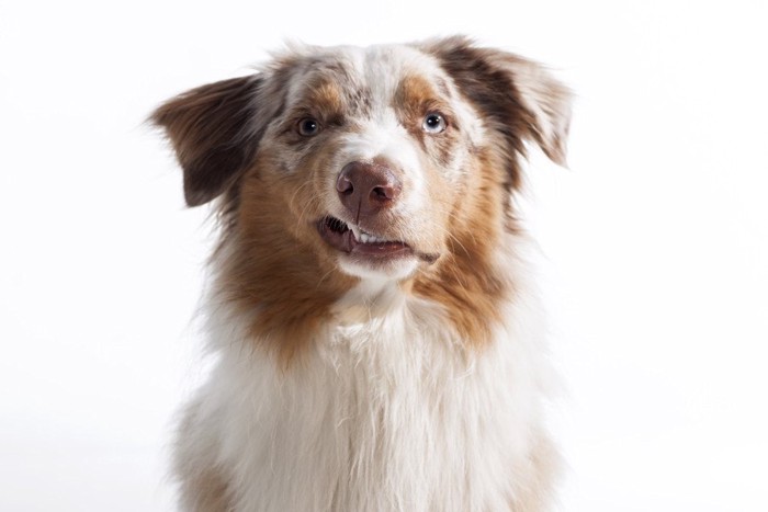 片方の口元を歪ませている犬