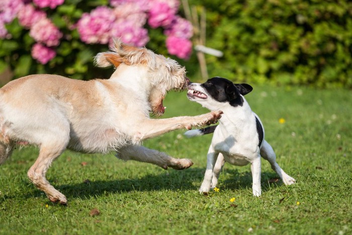 喧嘩している犬2匹