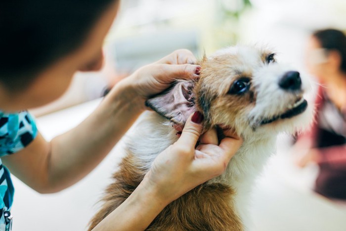 耳の中を診てもらっている犬