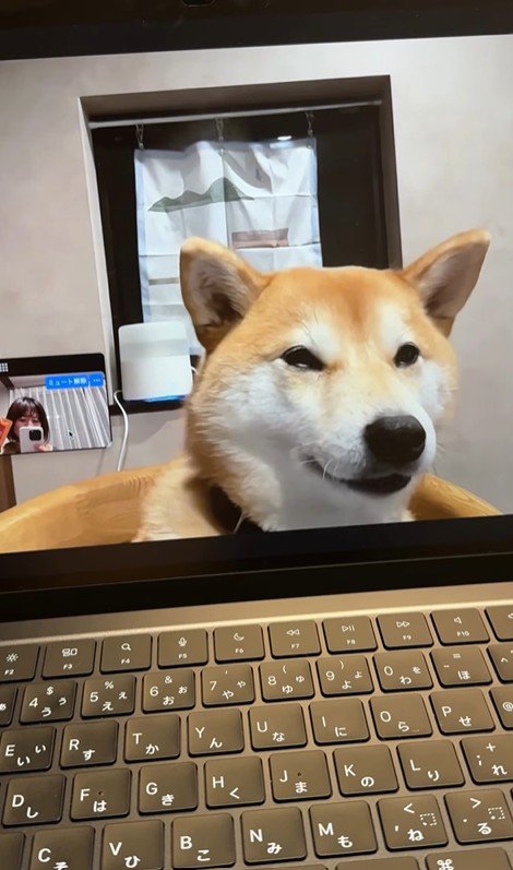 zoom会議中のみかんちゃん5