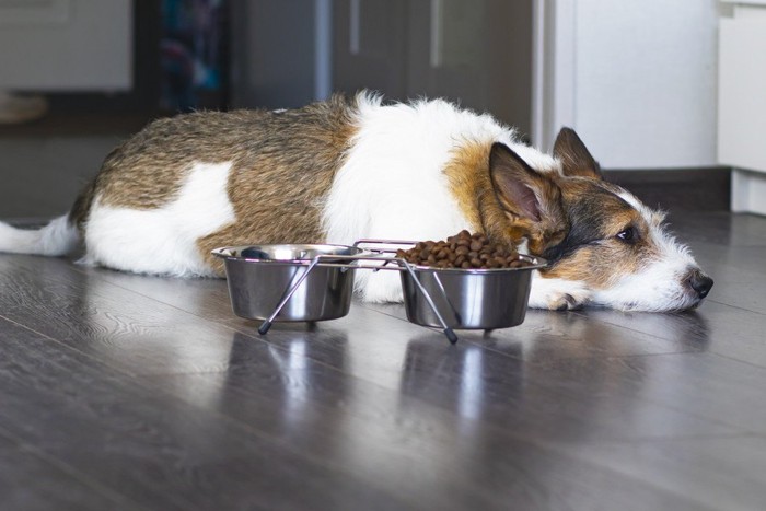 フードの横で伏せる犬