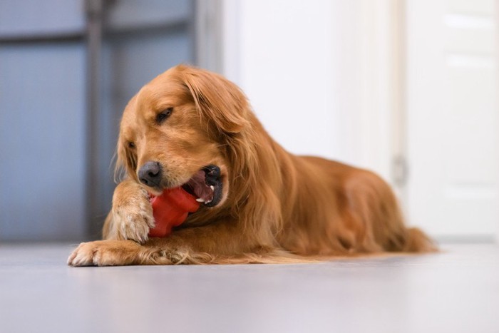 オモチャを噛む犬