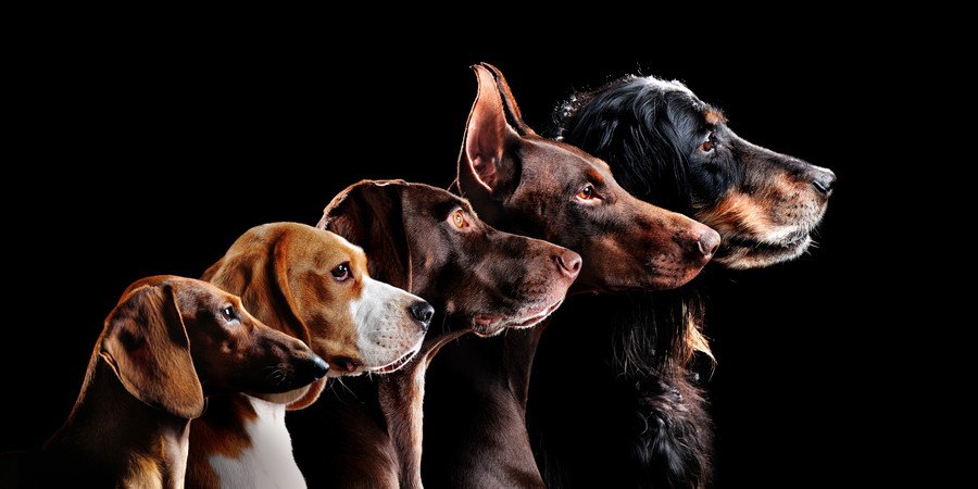 犬たちの横顔