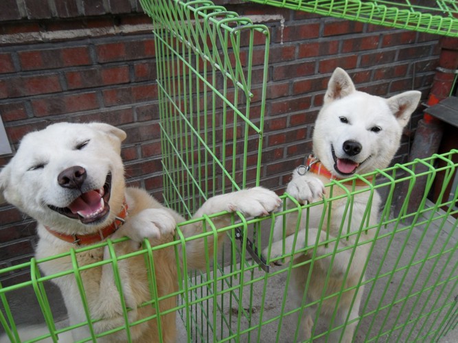 2頭の豊山犬