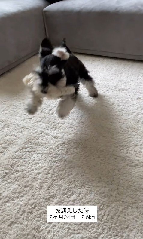 ボセくんの成長記録