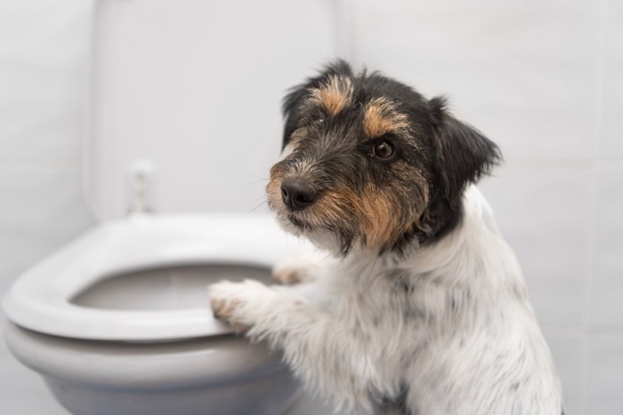 便座に手をかけるテリア犬