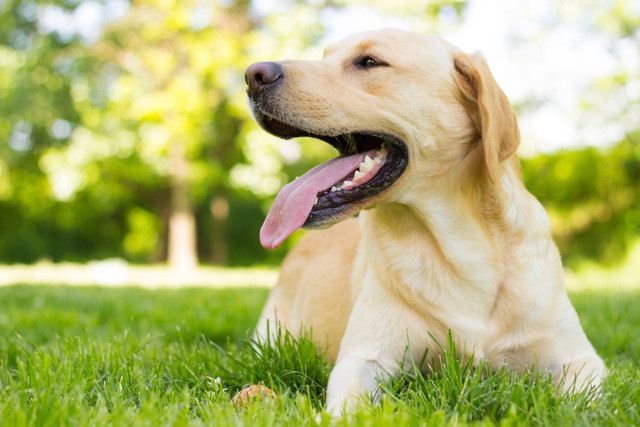 芝生で伏せている犬