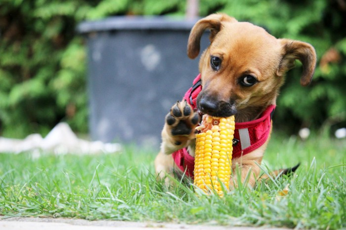 コーンを食べる子犬