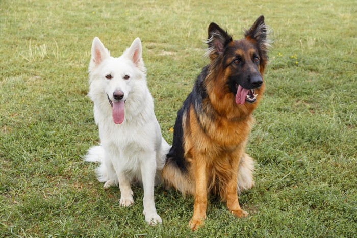 並んで座るジャーマン・シェパードとホワイト・スイス・シェパード