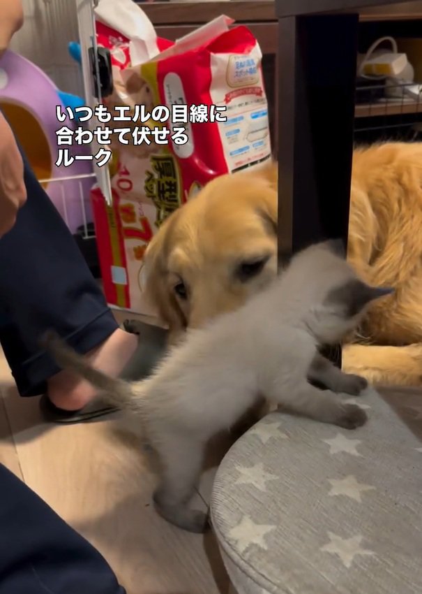 エルちゃんを見るルークくん