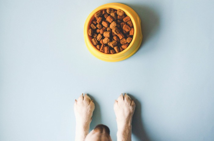 犬の食器と前足