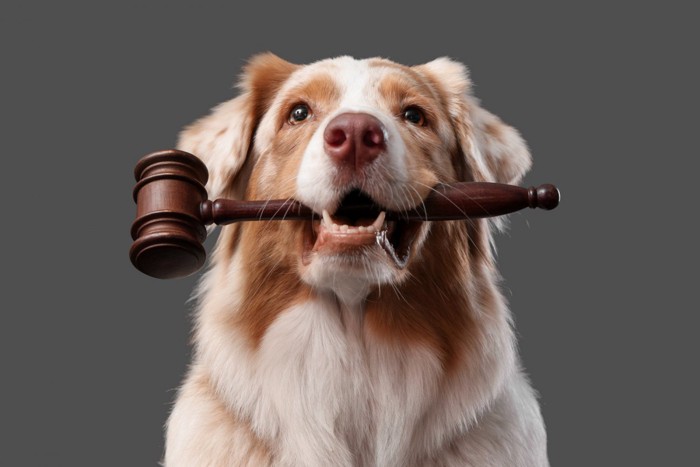 裁判で使う木槌をくわえる犬