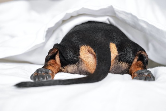 ベッドにもぐりこむ犬のお尻