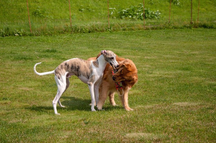 おもちゃで遊んでいる二頭の大型犬