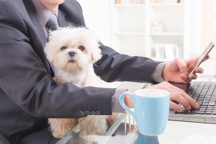 仕事中の人の膝の上に座っている白い犬