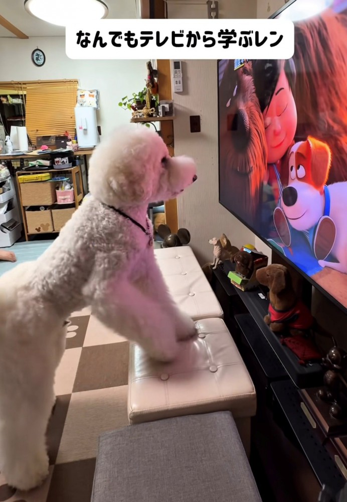 椅子に前足をかけて見入る犬