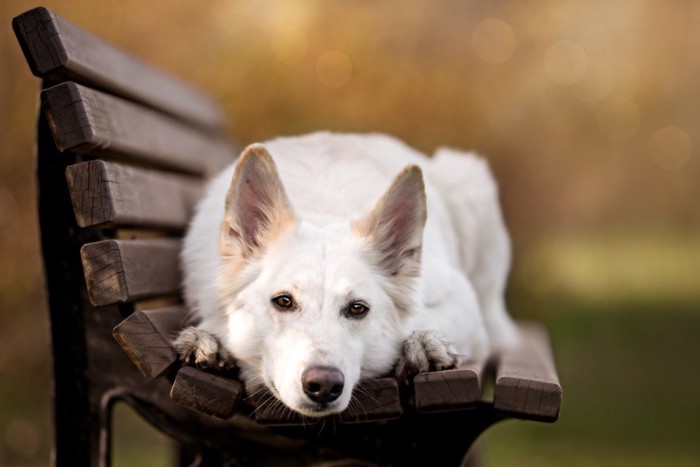 ベンチで眠る犬