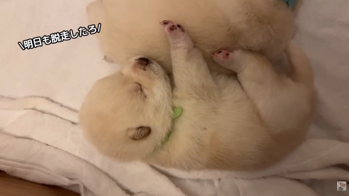「楽しかった~。明日も脱走したろ♪」