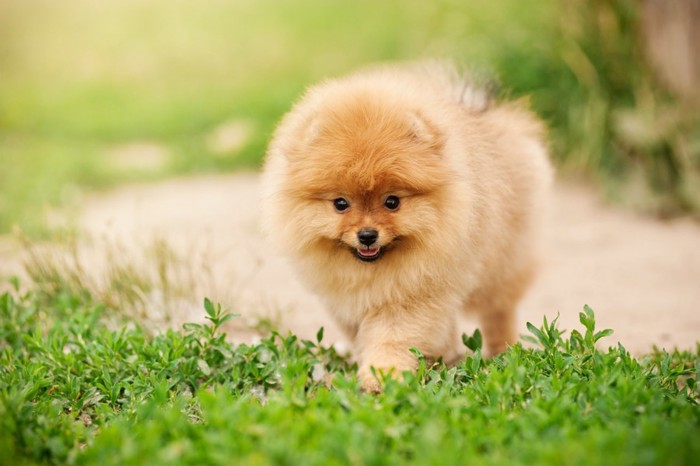 歩くポメラニアンの子犬