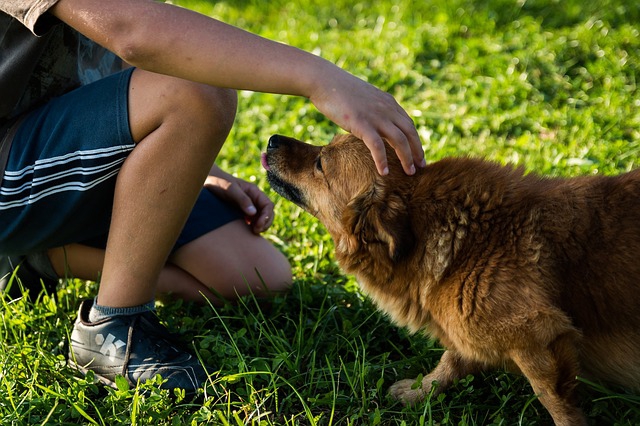 男の子に頭を撫でられる犬