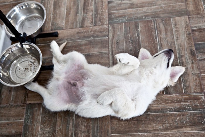 お皿の前でへそ天する犬