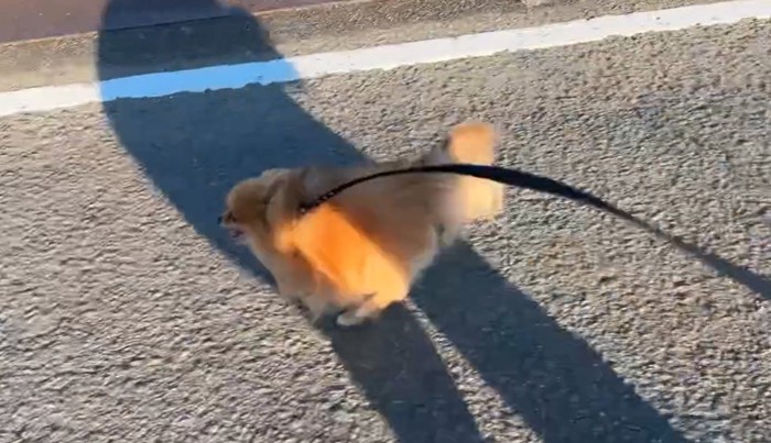 犬と影