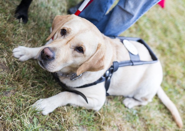 伏せをして待つ盲導犬、ラブラドール