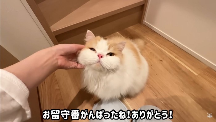 飼い主さんとポテチくん＆レモンさんの再会5
