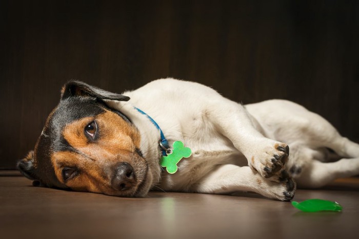 退屈そうに床に寝転がる犬