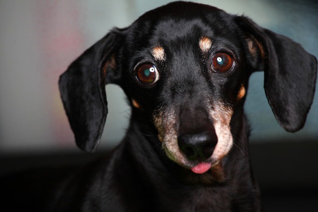 こちらを見ている犬