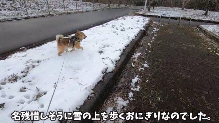 初めての雪に喜ぶおにぎり君10