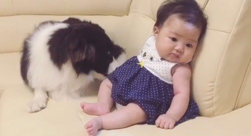 赤ちゃんの匂いをかぐ犬