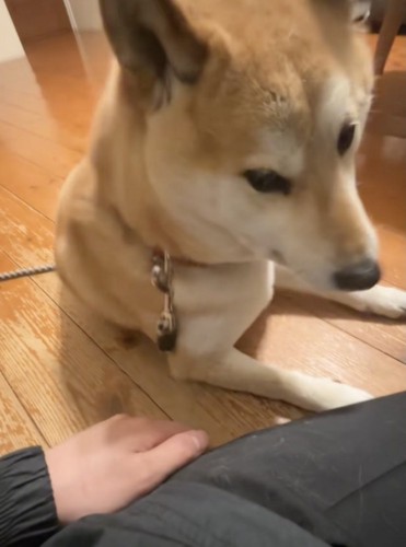 「おやつですと?」