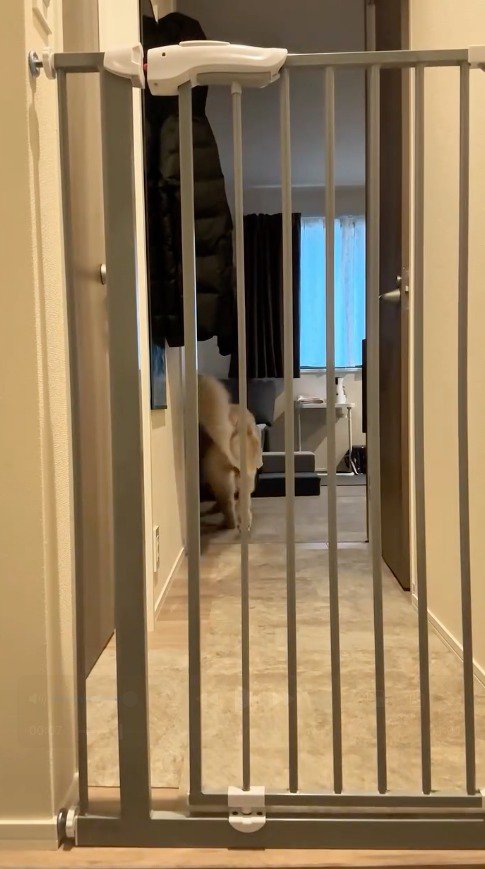 部屋の中へ走って行く犬