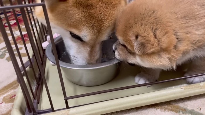 ご飯が気になる笑太郎くん