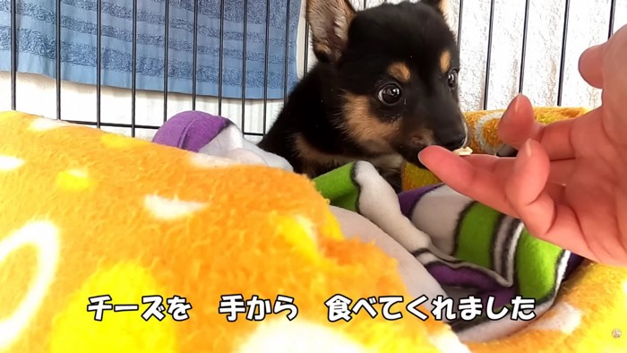 手から食べてくれるように♪