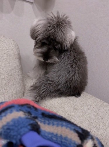 飼い主が持っている洋服を見つめる犬