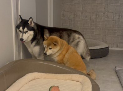 お手本
