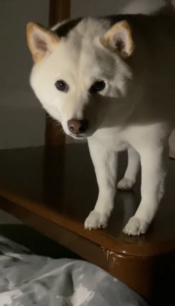 テーブルの上で立ち止まる犬
