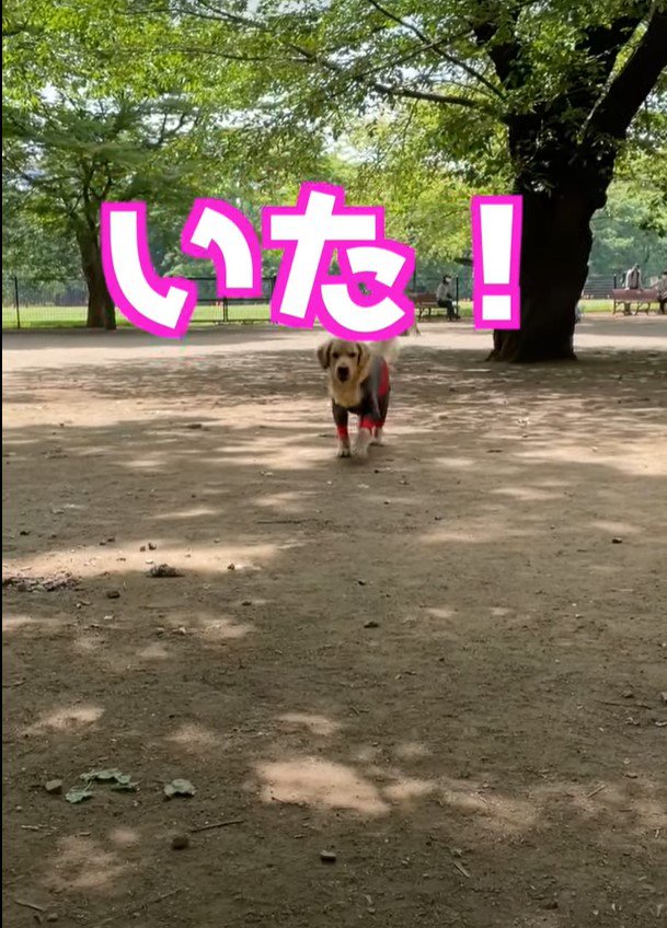 向かってくる犬