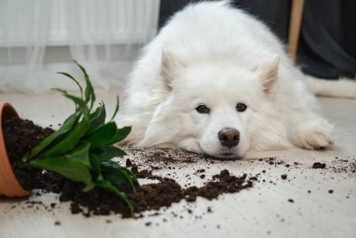 観葉植物を倒した犬