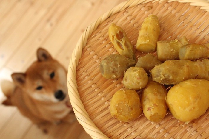 蒸したサツマイモと座って待つ犬