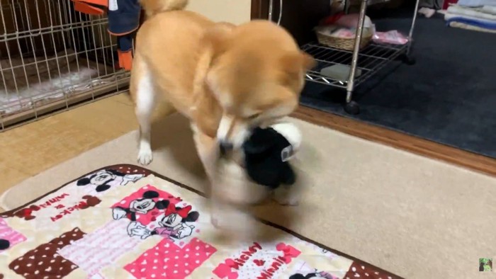 「寂しかったんだから!」と大暴れ