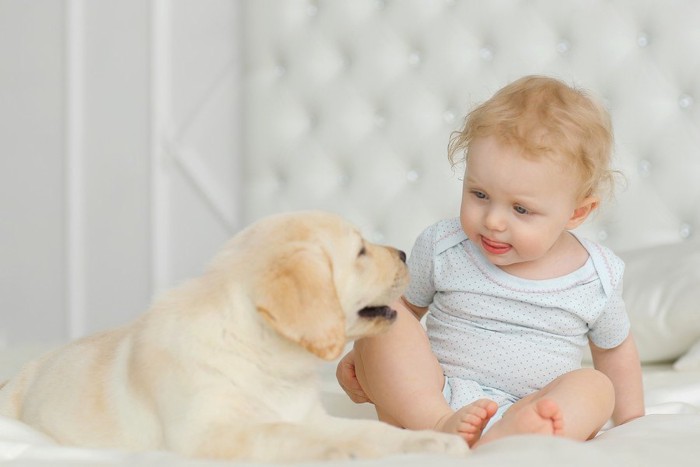 ベッドの上にいる犬と赤ちゃん